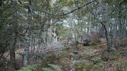 Las hayas y los robles albares reinan en el bosque de Hormas