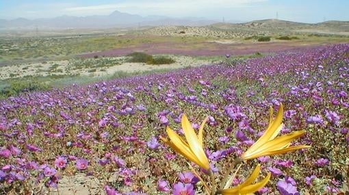 ¿Por qué de repente el desierto de Atacama se llena de flores?