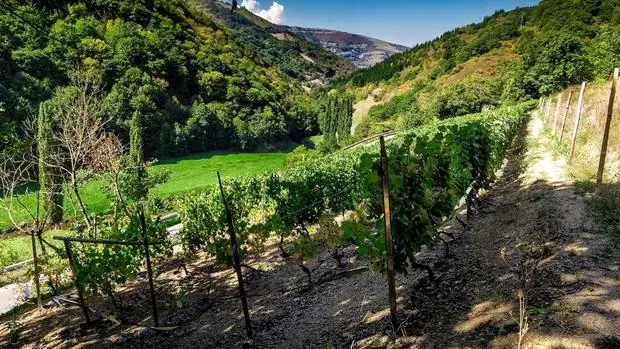 Viñedos en montaña de la bodega Viticultores Heroicos Asturianos