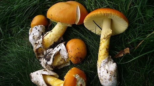 Amanitas Cesáreas