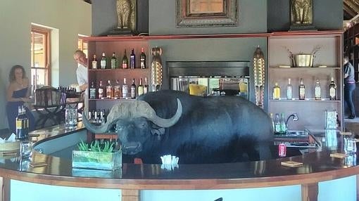 El búfalo que se coló en el bar de un lujoso safari