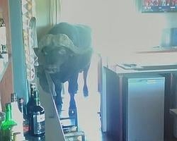 El búfalo que se coló en el bar de un lujoso safari