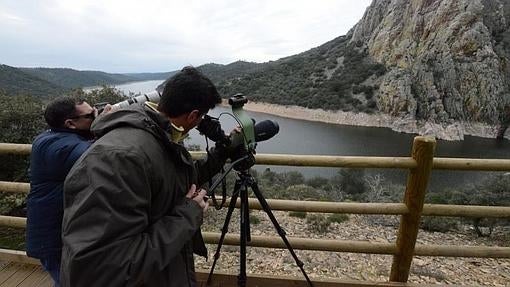 Observación de aves en Monfragüe