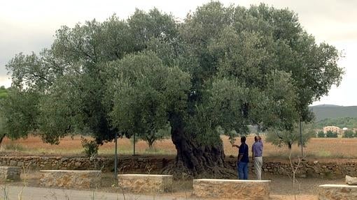 Olivo milenario de Segorbe