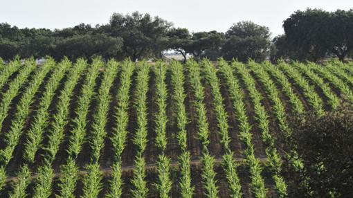 Tres propuestas para perderse por el Alentejo portugués