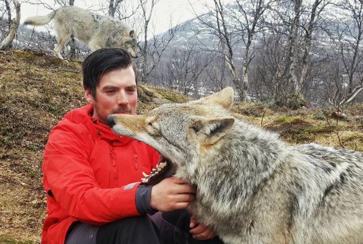 Uno de los lobos rescatados, que conviven con humanos sin miedo