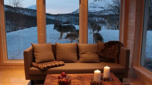 El lugar donde se puede dormir con lobos