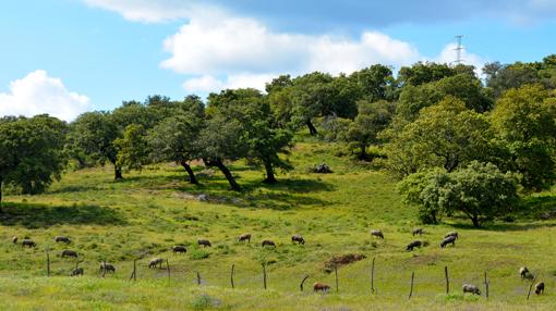 Dehesa en la Sierra de Aracena