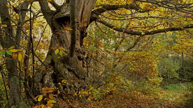 Ruta por Los Ancares: pueblos bellos y desconocidos para una excursión de otoño