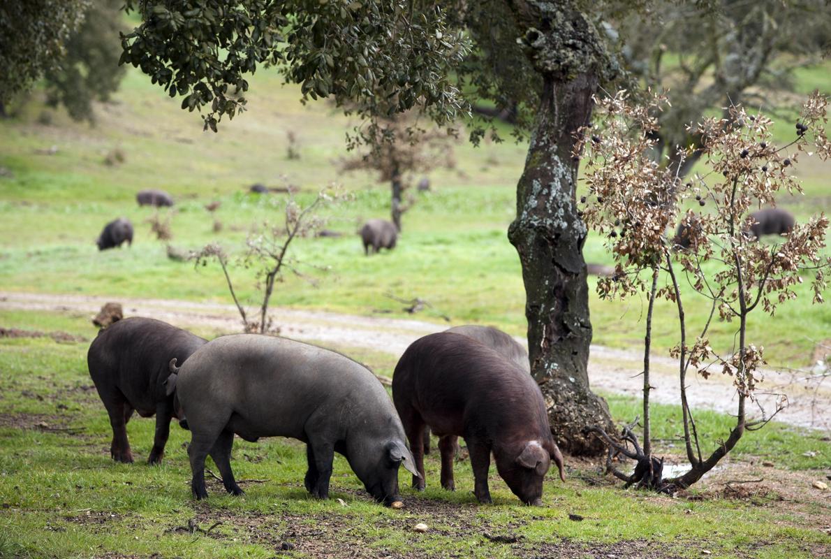 La industria agroalimentaria salmantina está presente en los cinco continentes