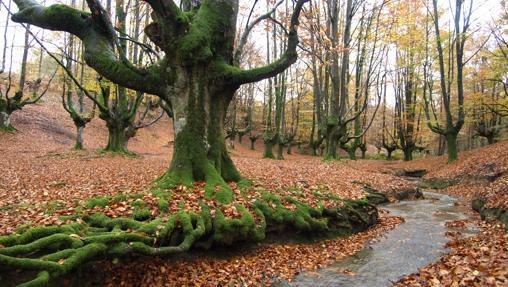 Vista del Hayedo de Otzarreta, Gorbea