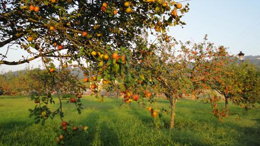 Pomarada en la Comarca de la Sidra