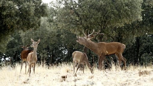La berrea, el inicio de la época de apareamiento de los ciervos, determina uno de los momentos más espectaculares para descubrir la riqueza natural de Castilla-La Mancha