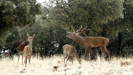 La berrea, el inicio de la época de apareamiento de los ciervos, determina uno de los momentos más espectaculares para descubrir la riqueza natural de Castilla-La Mancha