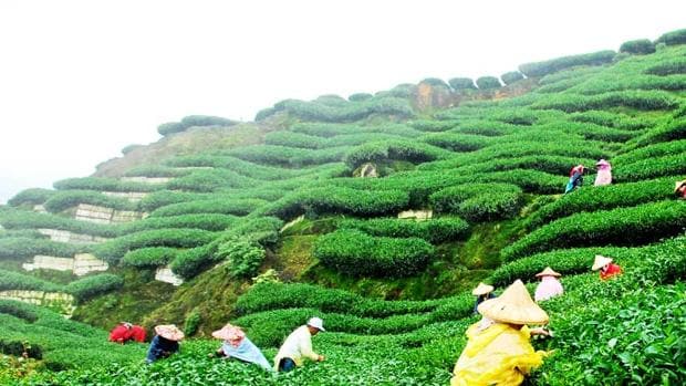 Plantación de té de Darjeeling, en el noroeste de la India