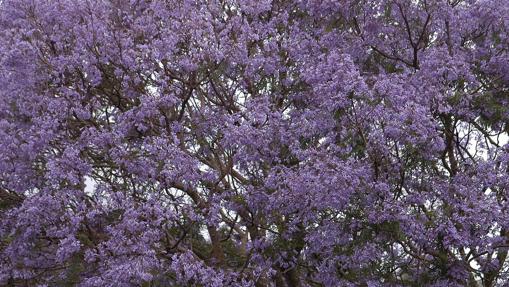 Diez lugares con los árboles más impresionantes del mundo