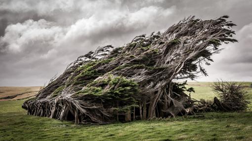 Árboles en Slope Point