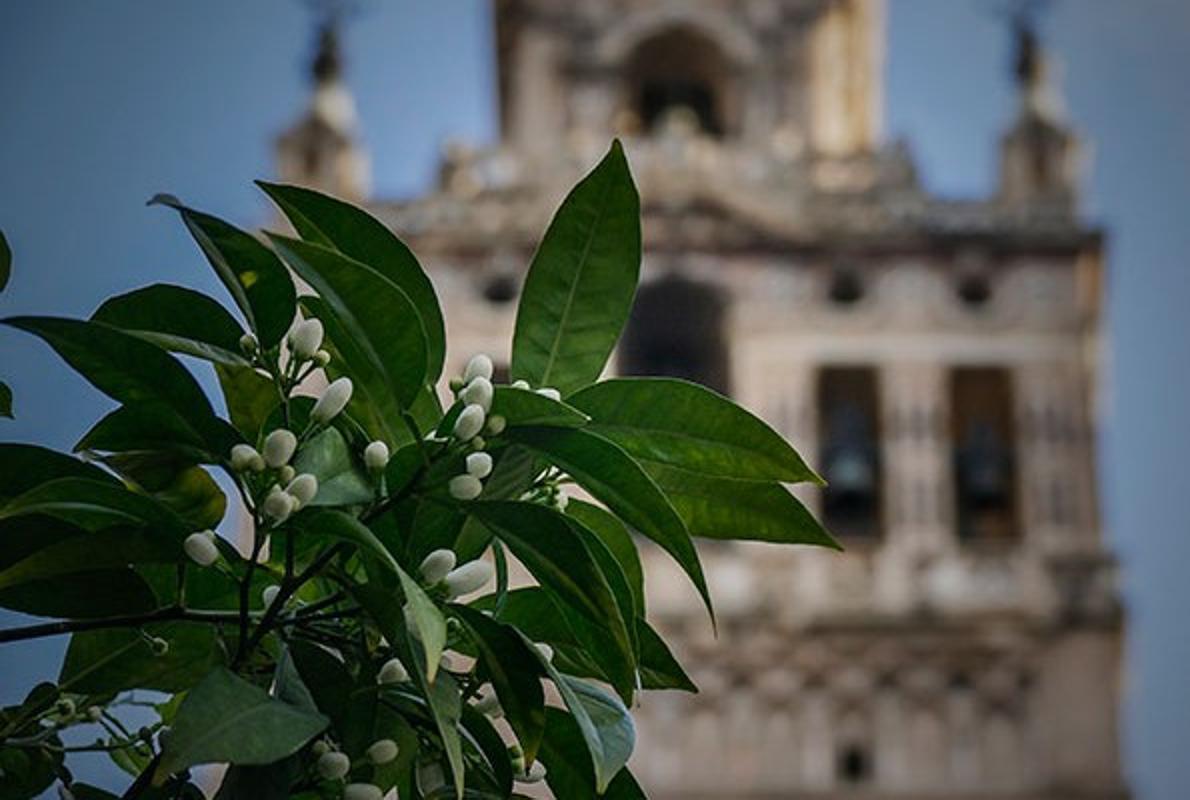 El azahar comienza a florecer en Sevilla