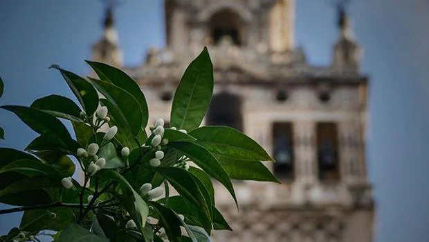 El azahar comienza a florecer en Sevilla