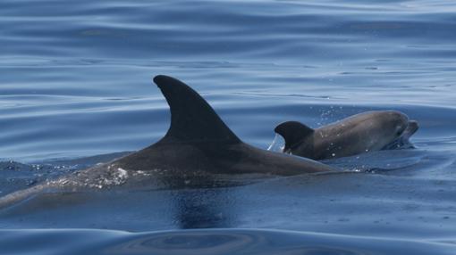 Delfines mularse