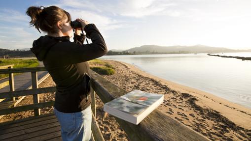 Observación de aves en la Ría de Villaviciosa