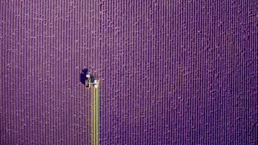 Campos de lavanda de Provenza