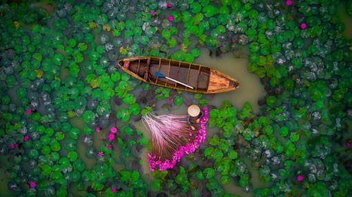 Flores del lirio de agua