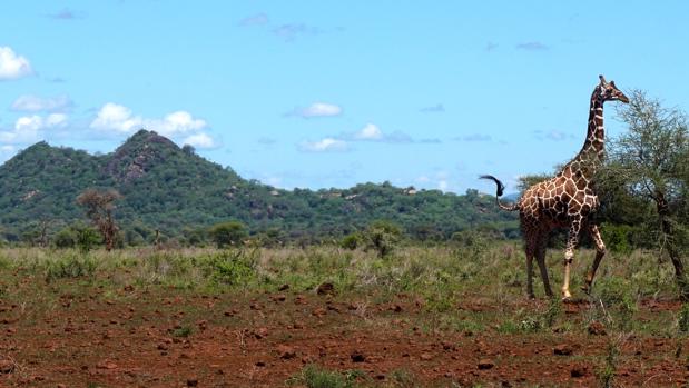 Jirafa en el Parque Nacional Meru (Kenia)