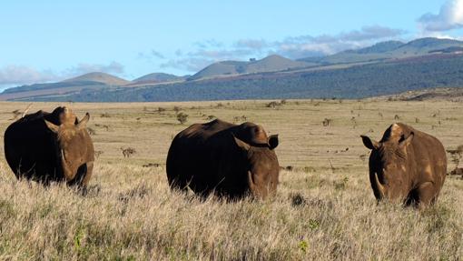 Rinocerontes en las llanuras de Lewa