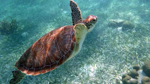 Tortuga nadando en el Sistema de Reserva de Barreras de Coral de Belice