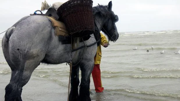 En la imagen, Bruno, el caballo de Dominique (pescador), de raza brabante, a punto de entrar en el agua para realizar la tradicional pesca de camarón del Mar del Norte