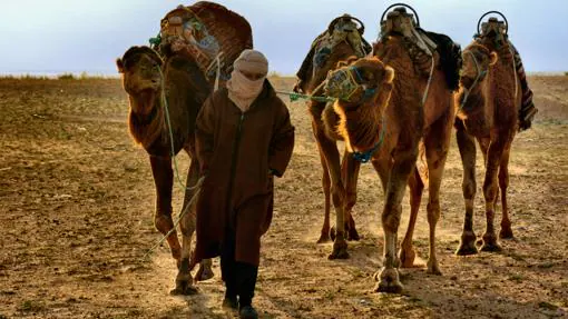 Dromedarios (que no camellos) en Douz