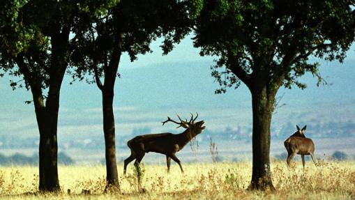Un ciervo berrea al lado de una hembra en la zona de raña del parque Nacional de Cabañeros