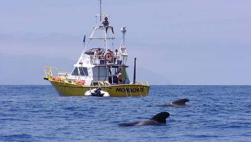 Observación de ballenas, en Tenerife