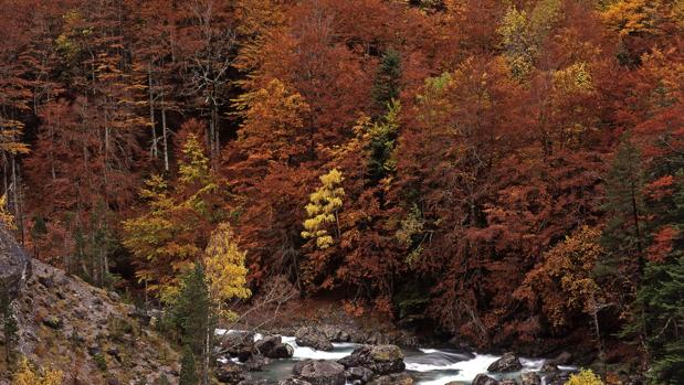 Un bosque casi perfecto para el próximo fin de semana