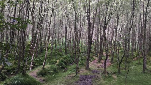 Bosques de Wicklow