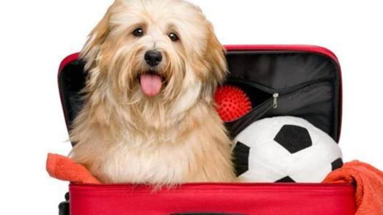 ¿Quieres llevar a tu perro de vacaciones? Estas son las ciudades que lo ponen más fácil