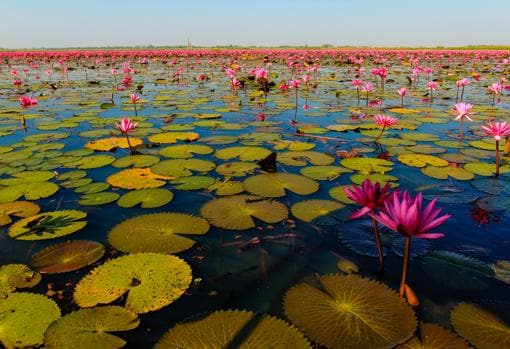 El lago rosa cubierto de flores de loto