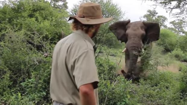 Cómo un guía en África detiene la embestida de un elefante sin moverse