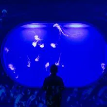 Zona de medusas en el Oceanogràfic