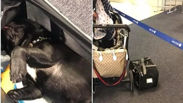 Muere un perro al que United obligó a viajar con el equipaje de mano en cabina