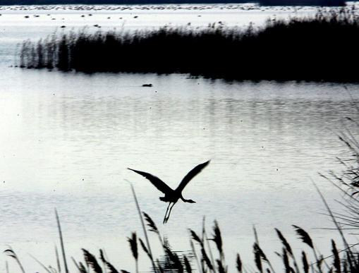 Un ave sobrevuela la laguna de L?Encanyisada en el Parque Natural del Delta del Ebro