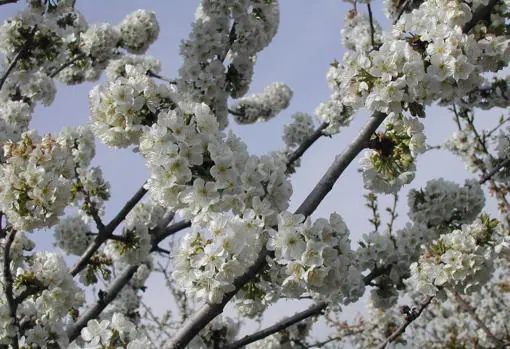 Cuándo ver este año los cerezos en flor en el Valle del Jerte