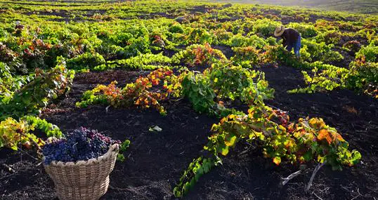 Viñas de Bodegas Teneguía, en la isla de La Palma