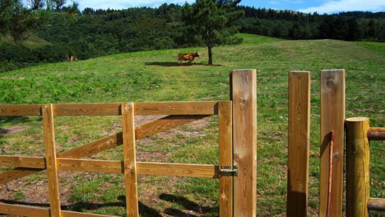 Pastizal (Pasteiro) en el monte de Covelo, de propiedad comunitaria, en la localidad de Santiago de Covelo