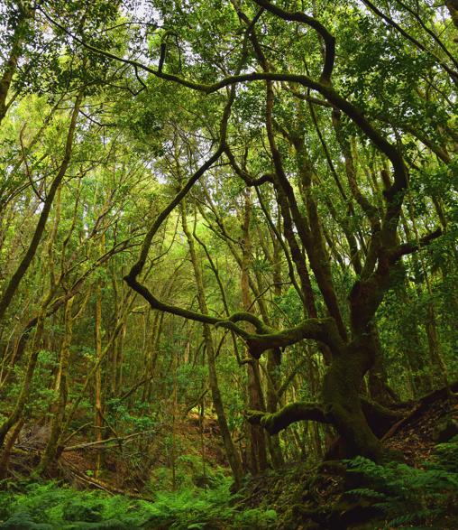 Parque Nacional de Garajonay