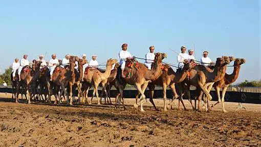 Desdile de camellos en Omán