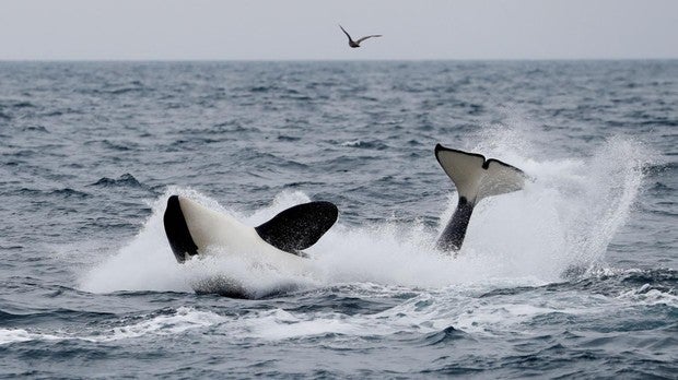 Por qué el avistamiento de ballenas es más rentable que la caza en Japón