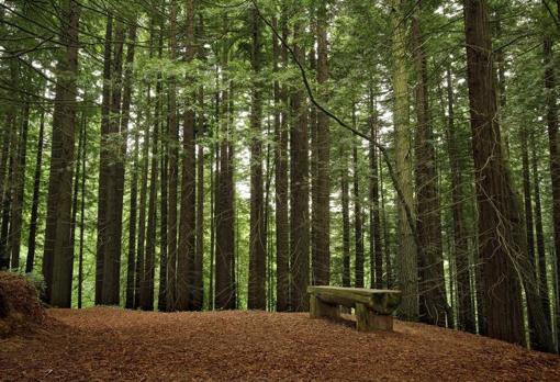 Bosque de secuoyas de Monte Cabezón