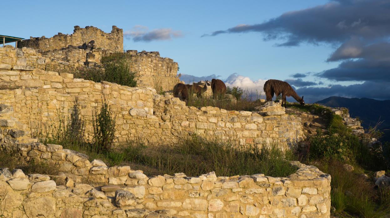 Llamas en las ruinas de Kuélap